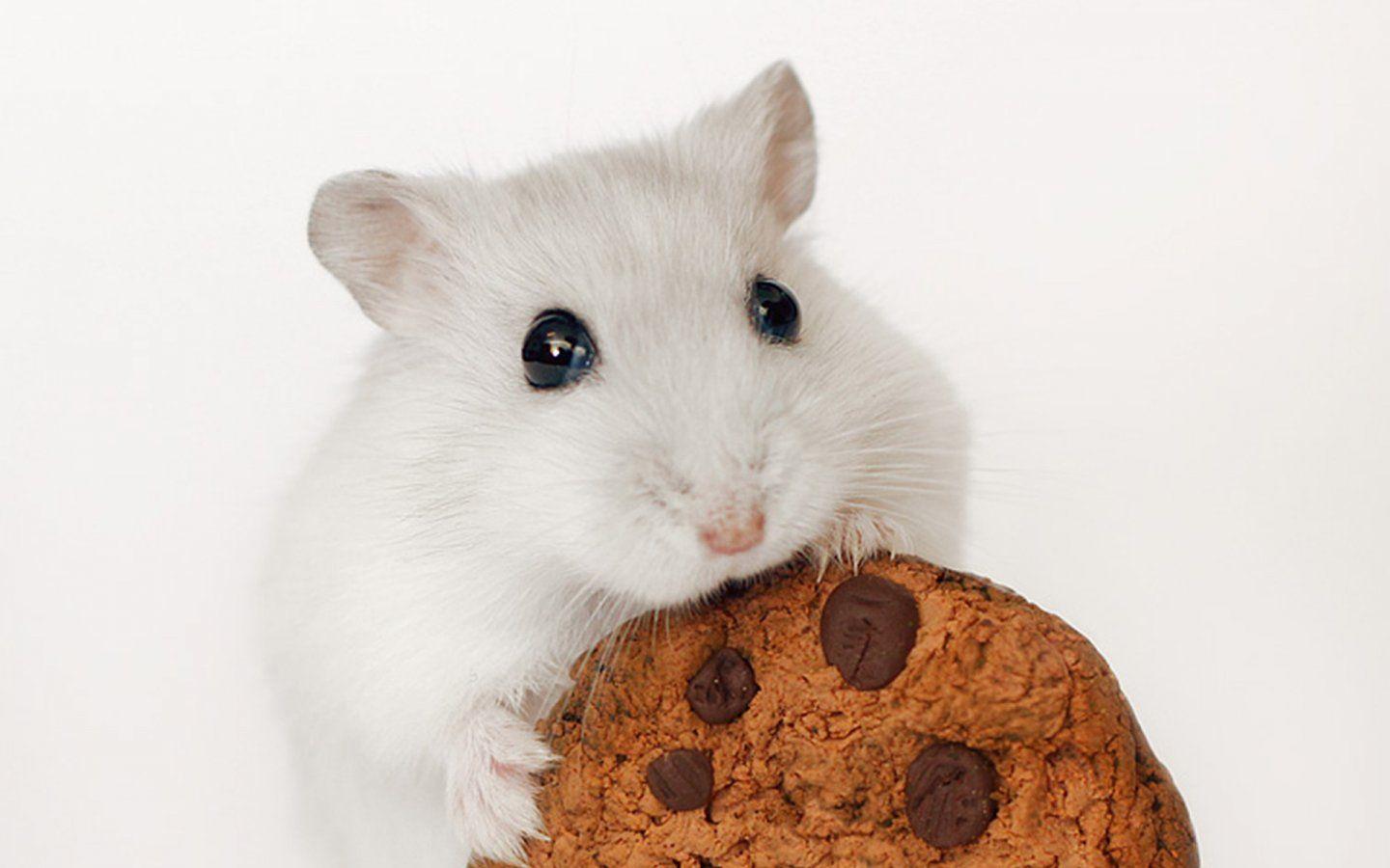 Hamster Wallpapers 6