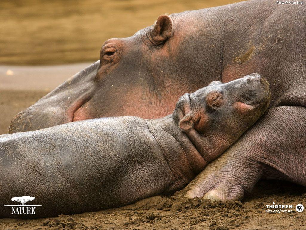 Hippos image Hippo Wallpapers HD wallpapers and backgrounds photos