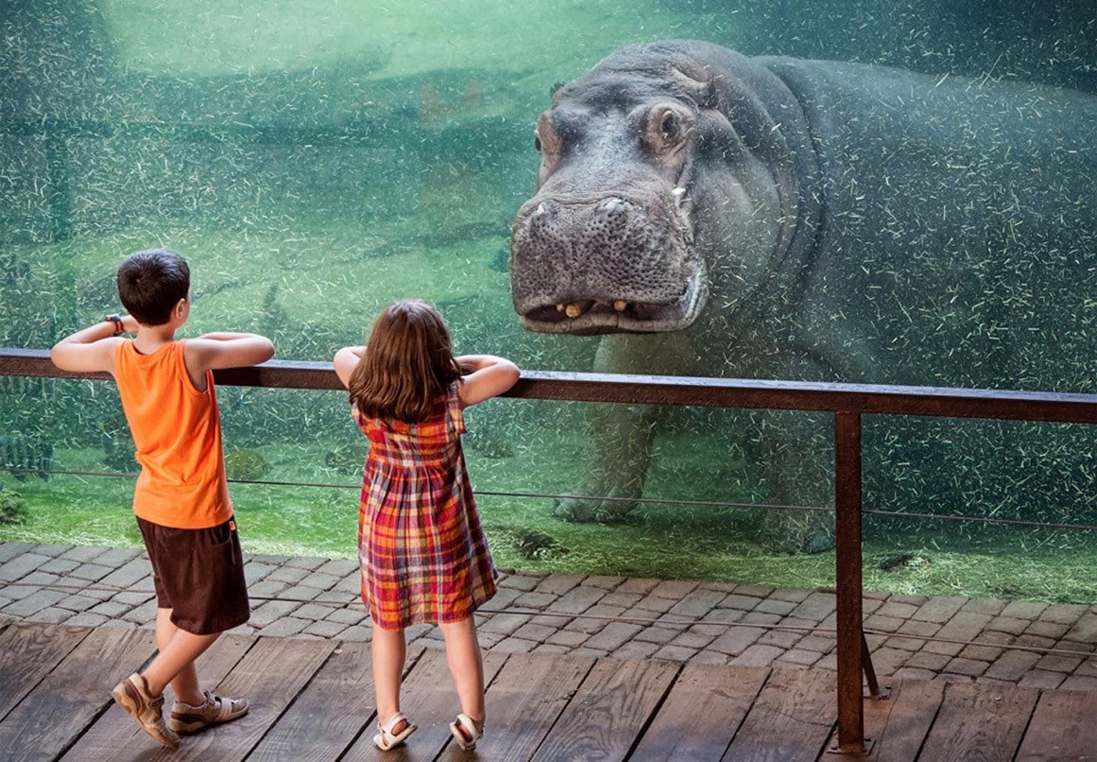 Hippopotamus Wallpapers