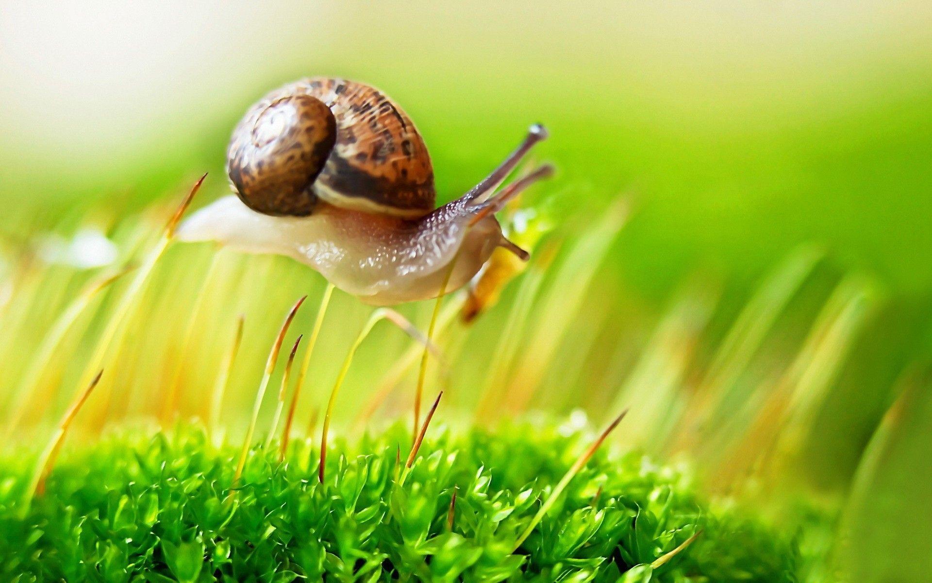 Snail on the grass wallpapers and image