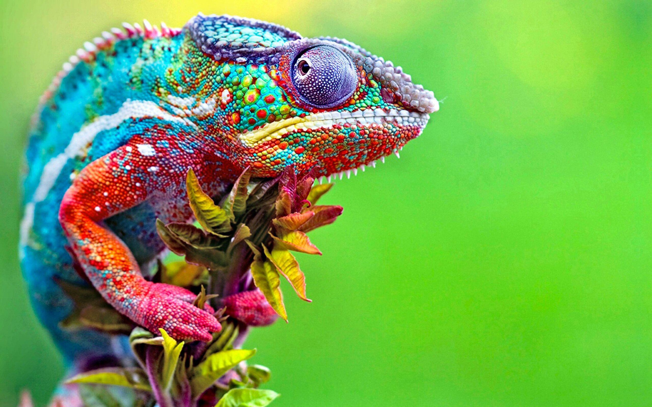 Chameleon HD Wallpapers