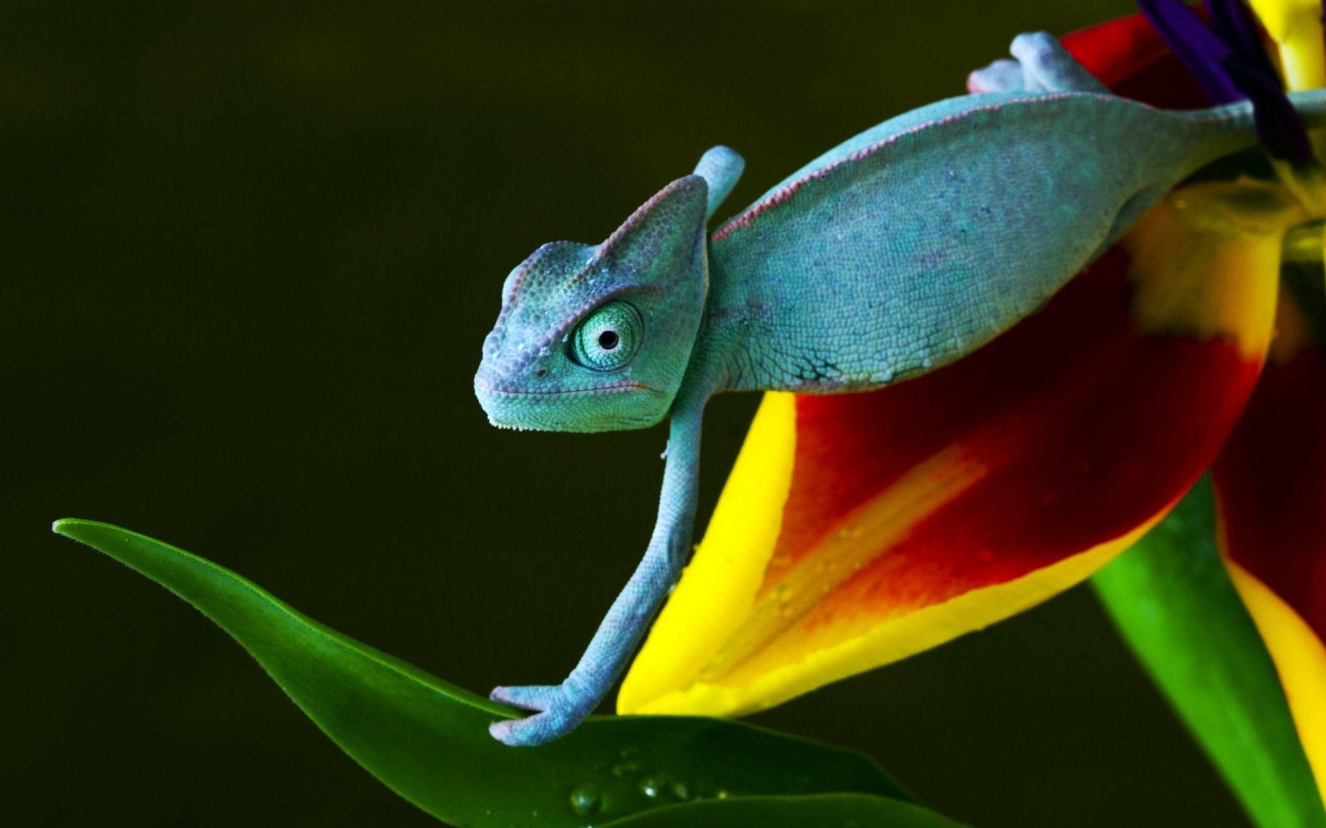 Lizard Wallpapers