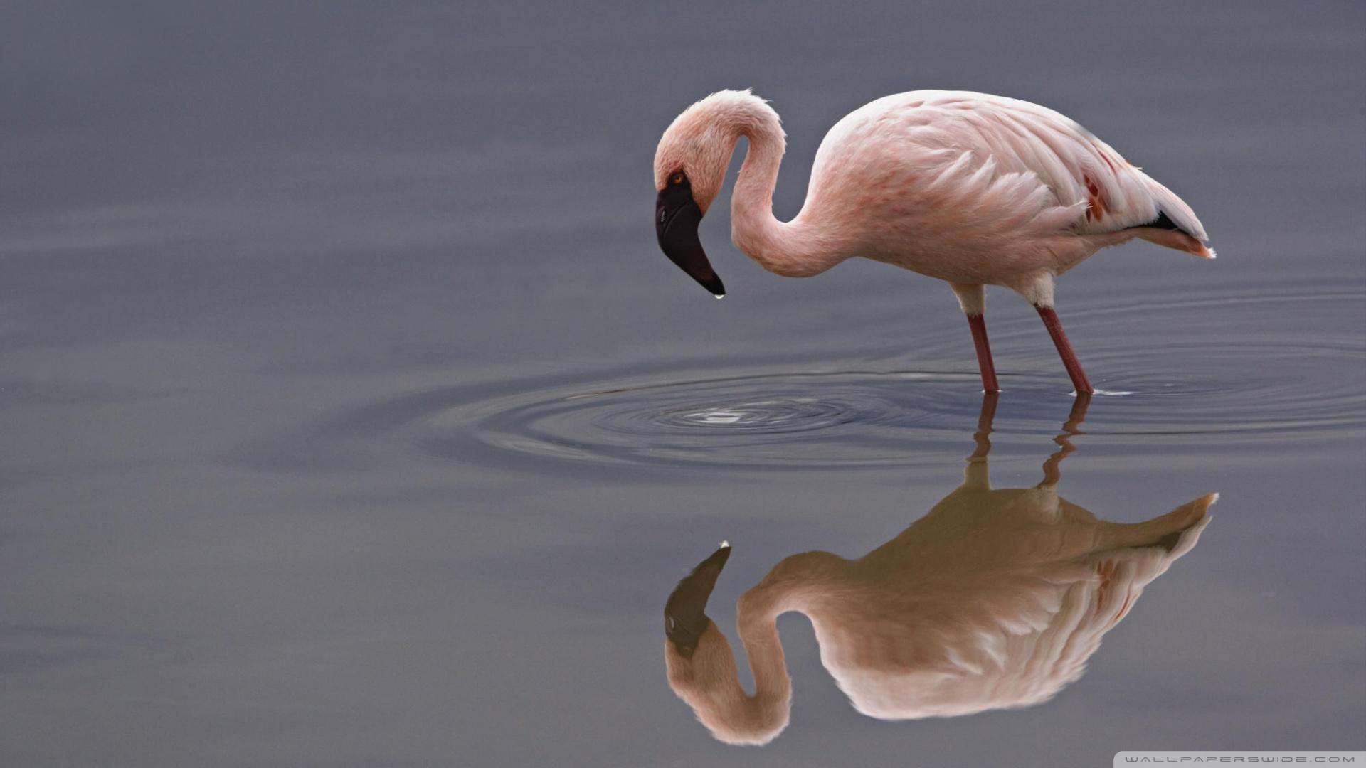 Lesser Flamingo Lake Nakuru National Park Kenya ❤ 4K HD Desktop